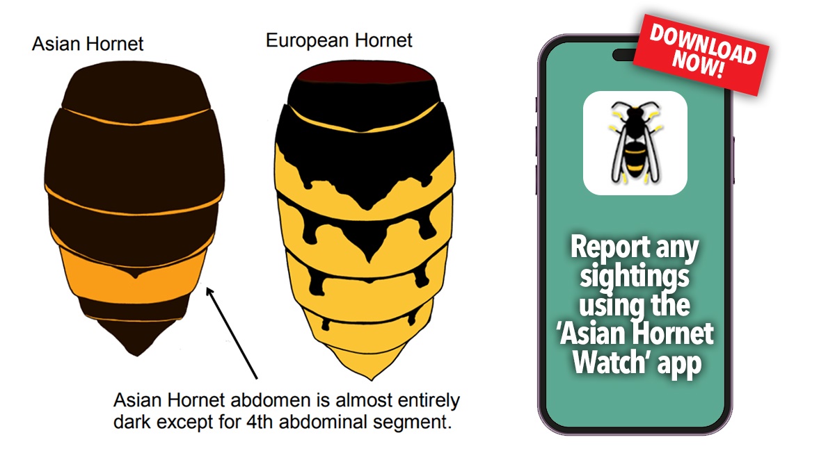 hornet info hornet info